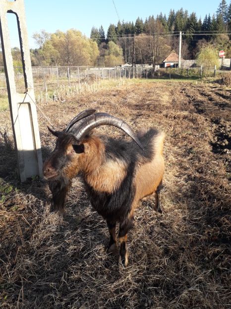  - Poze noi 2018 Tapul Petre la monta plante medicinale peisaje frumoase