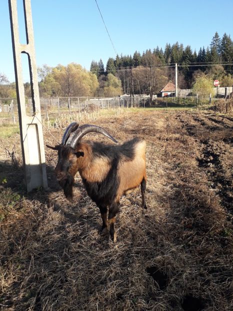  - Poze noi 2018 Tapul Petre la monta plante medicinale peisaje frumoase
