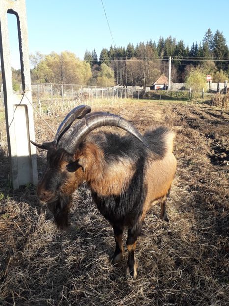  - Poze noi 2018 Tapul Petre la monta plante medicinale peisaje frumoase