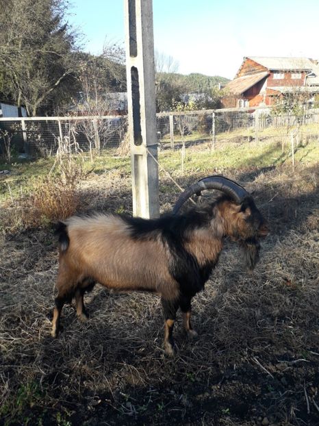  - Poze noi 2018 Tapul Petre la monta plante medicinale peisaje frumoase