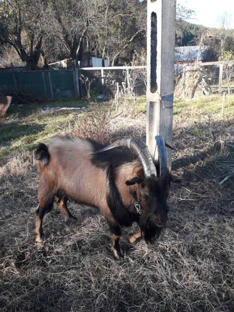  - Poze noi 2018 Tapul Petre la monta plante medicinale peisaje frumoase