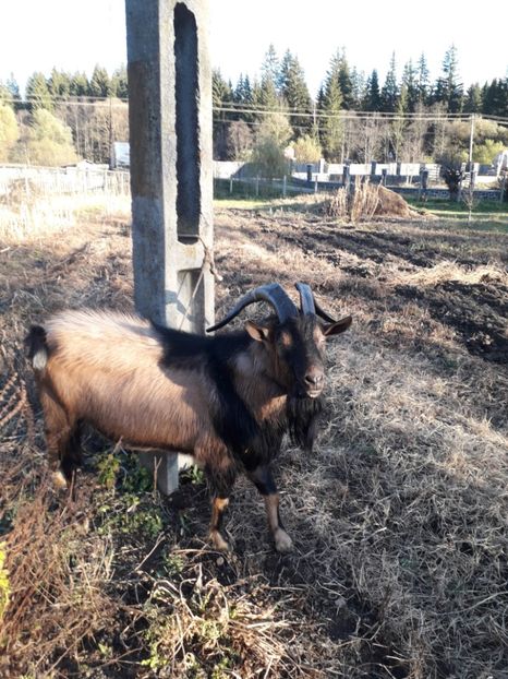  - Poze noi 2018 Tapul Petre la monta plante medicinale peisaje frumoase