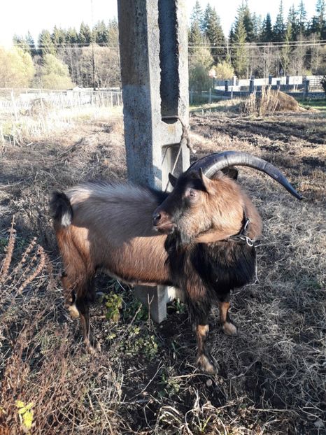  - Poze noi 2018 Tapul Petre la monta plante medicinale peisaje frumoase