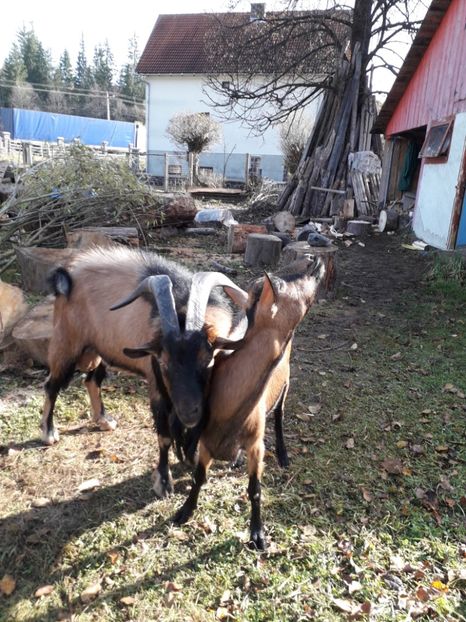  - Poze noi 2018 Tapul Petre la monta plante medicinale peisaje frumoase