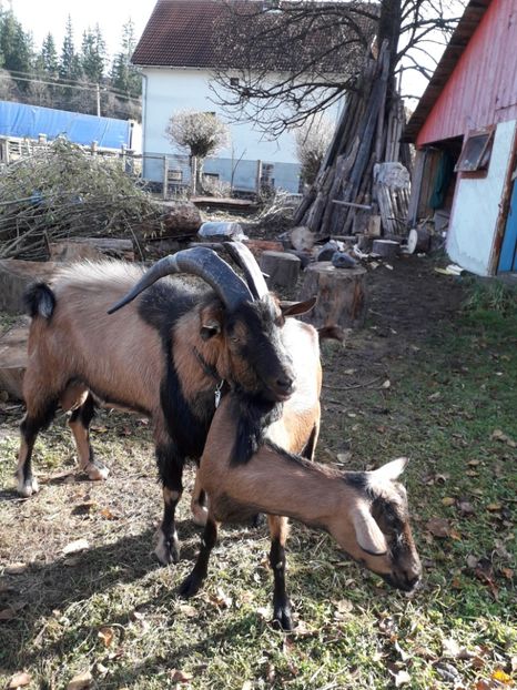  - Poze noi 2018 Tapul Petre la monta plante medicinale peisaje frumoase