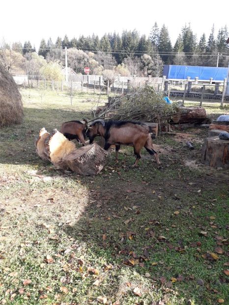  - Poze noi 2018 Tapul Petre la monta plante medicinale peisaje frumoase