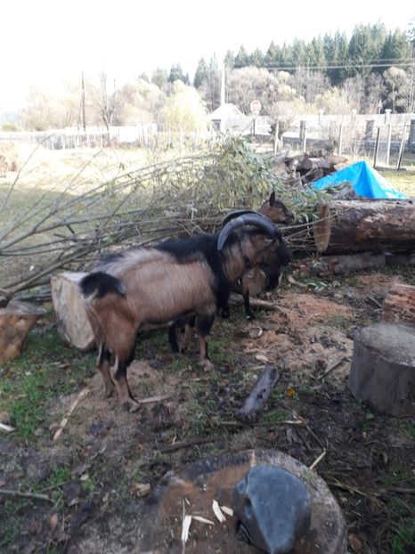  - Poze noi 2018 Tapul Petre la monta plante medicinale peisaje frumoase
