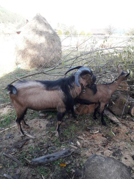  - Poze noi 2018 Tapul Petre la monta plante medicinale peisaje frumoase