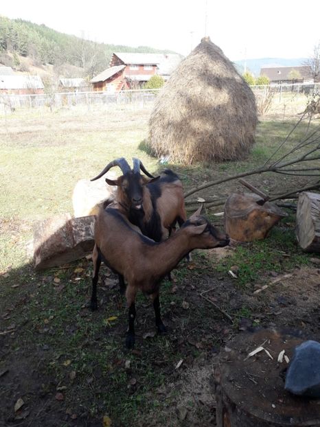  - Poze noi 2018 Tapul Petre la monta plante medicinale peisaje frumoase
