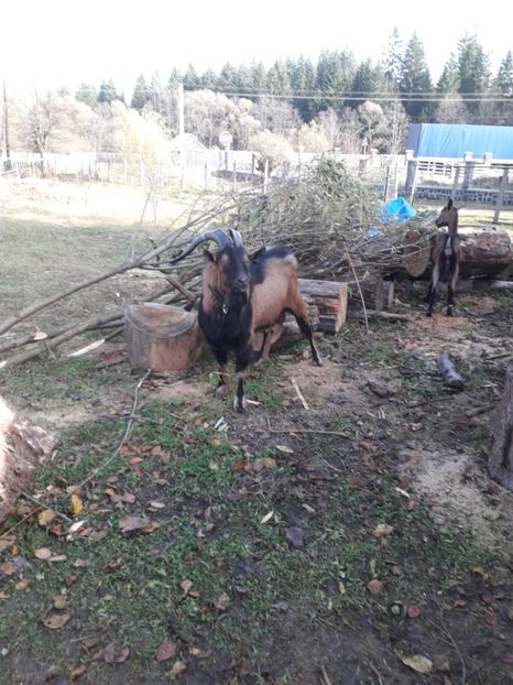  - Poze noi 2018 Tapul Petre la monta plante medicinale peisaje frumoase