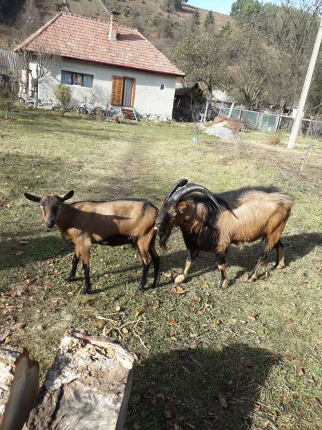  - Poze noi 2018 Tapul Petre la monta plante medicinale peisaje frumoase
