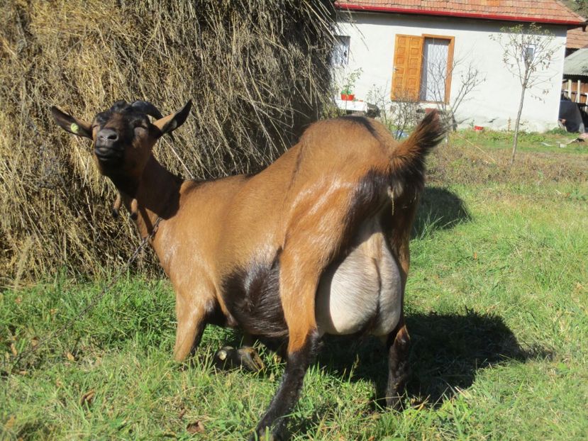 Bambi Alpina de la mine de la Caprioara - Poze noi 2018 Tapul Petre la monta plante medicinale peisaje frumoase