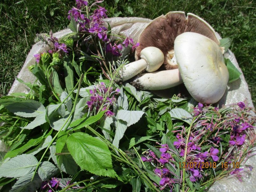 Bunatati la Alpine , ciuperci si zburatoare planta melifera bogata in vitamina C - Poze noi 2018 Tapul Petre la monta plante medicinale peisaje frumoase