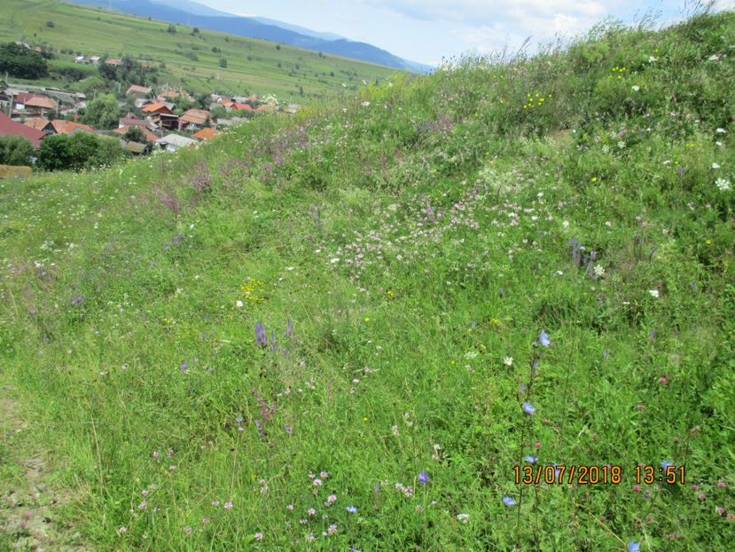 iarba grasa de munte cu cimbrisor - Poze noi 2018 Tapul Petre la monta plante medicinale peisaje frumoase