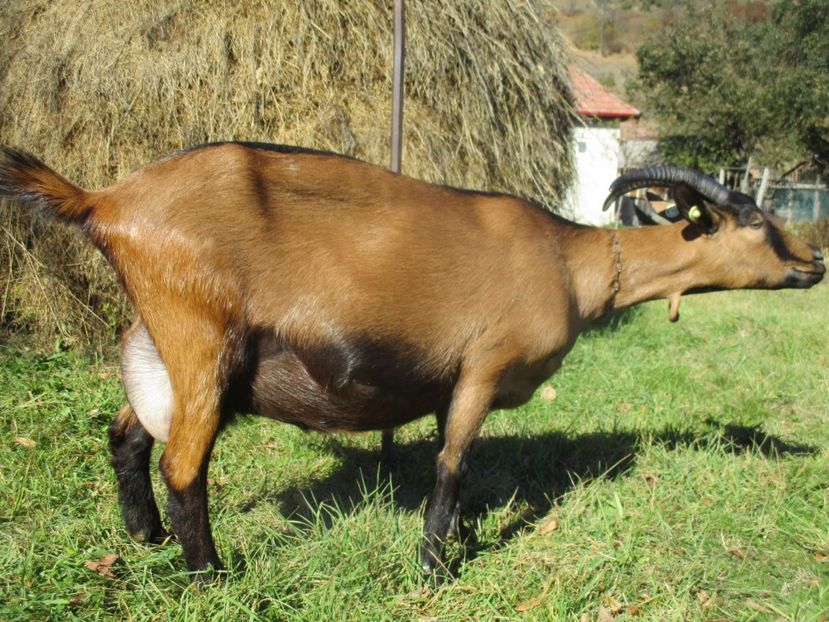  - Poze noi 2018 Tapul Petre la monta plante medicinale peisaje frumoase