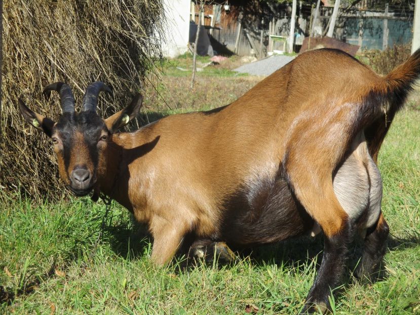  - Poze noi 2018 Tapul Petre la monta plante medicinale peisaje frumoase