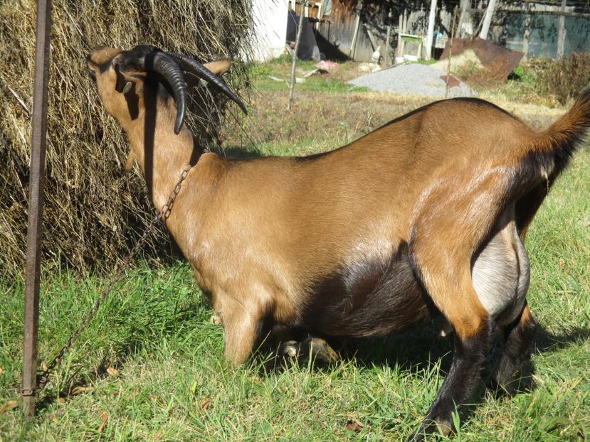  - Poze noi 2018 Tapul Petre la monta plante medicinale peisaje frumoase