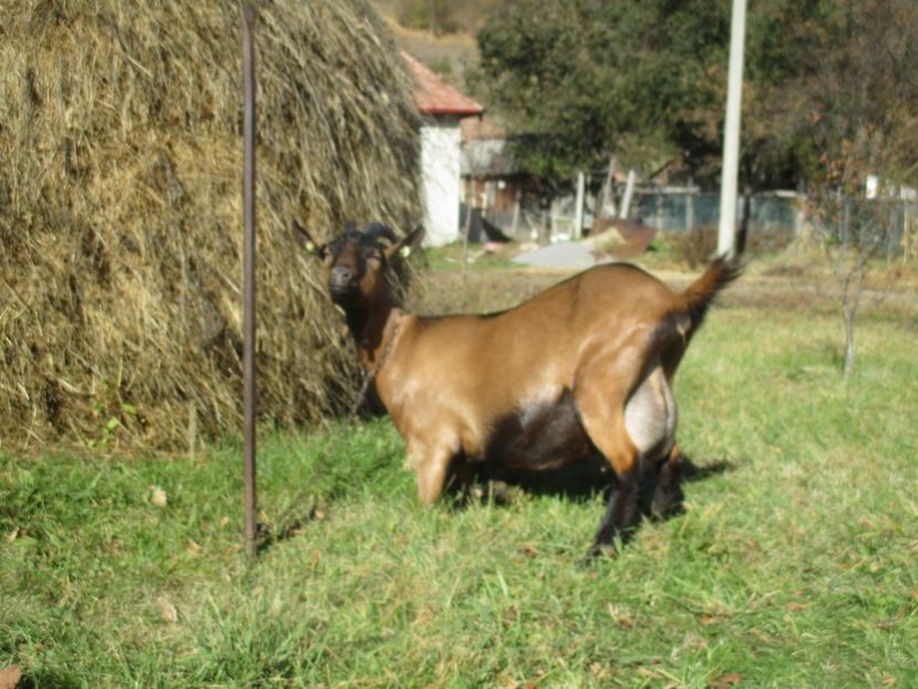  - Poze noi 2018 Tapul Petre la monta plante medicinale peisaje frumoase