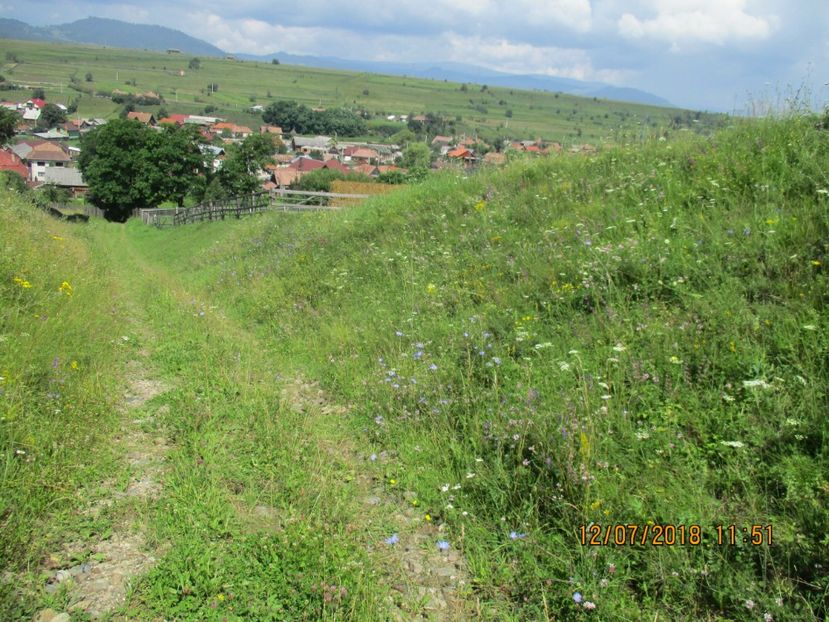  - Poze noi 2018 Tapul Petre la monta plante medicinale peisaje frumoase
