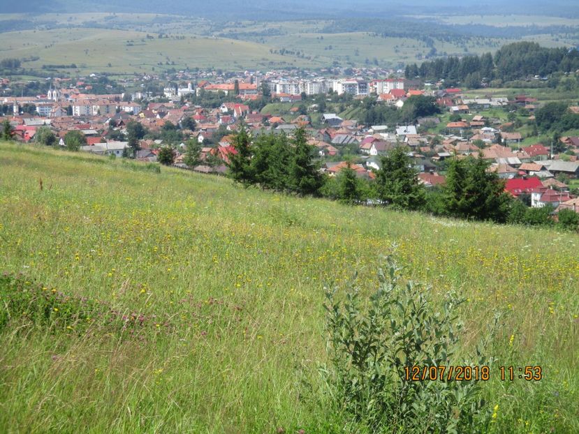  - Poze noi 2018 Tapul Petre la monta plante medicinale peisaje frumoase