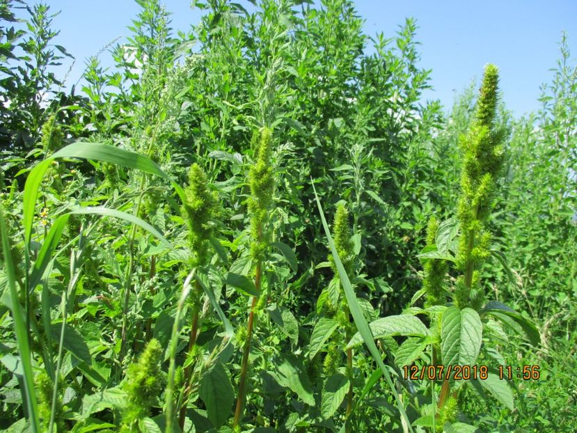  - Poze noi 2018 Tapul Petre la monta plante medicinale peisaje frumoase