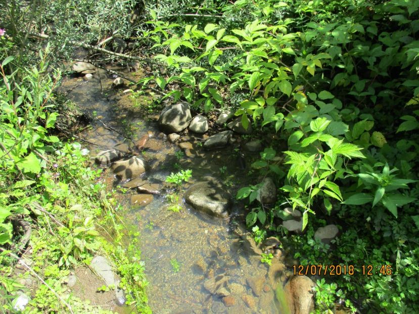  - Poze noi 2018 Tapul Petre la monta plante medicinale peisaje frumoase