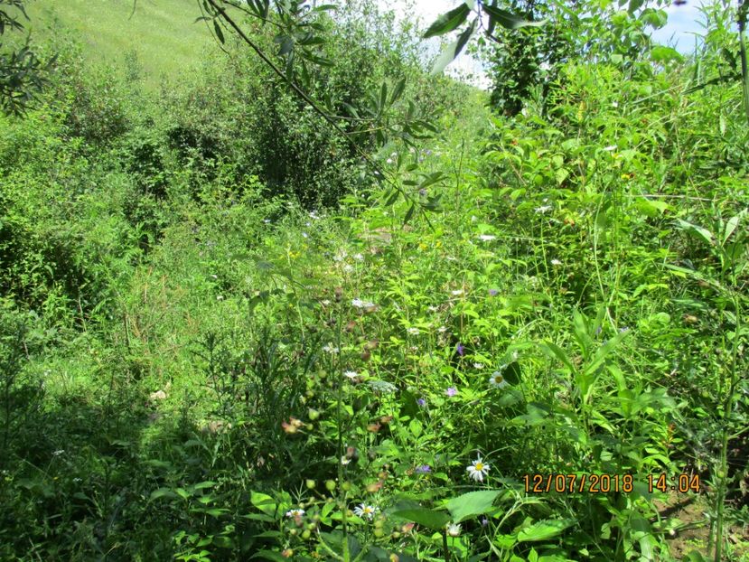  - Poze noi 2018 Tapul Petre la monta plante medicinale peisaje frumoase