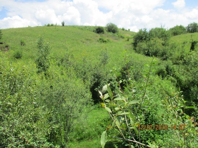  - Poze noi 2018 Tapul Petre la monta plante medicinale peisaje frumoase