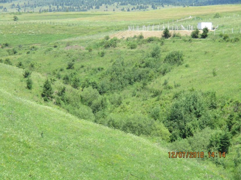  - Poze noi 2018 Tapul Petre la monta plante medicinale peisaje frumoase