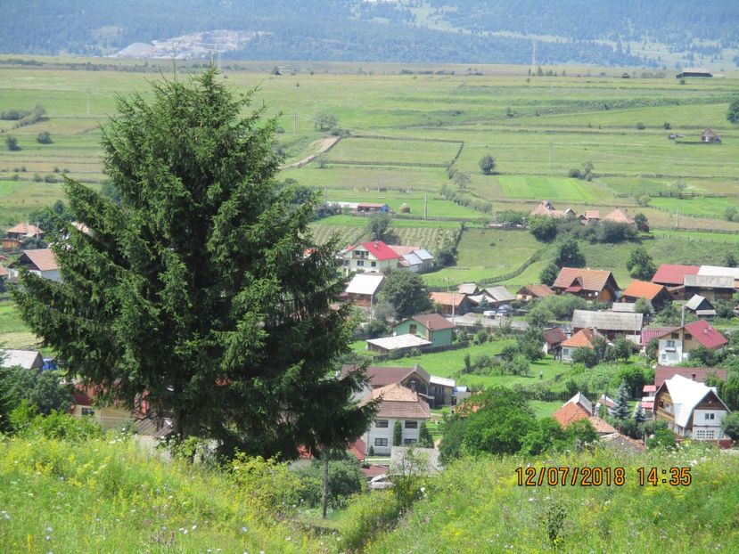  - Poze noi 2018 Tapul Petre la monta plante medicinale peisaje frumoase