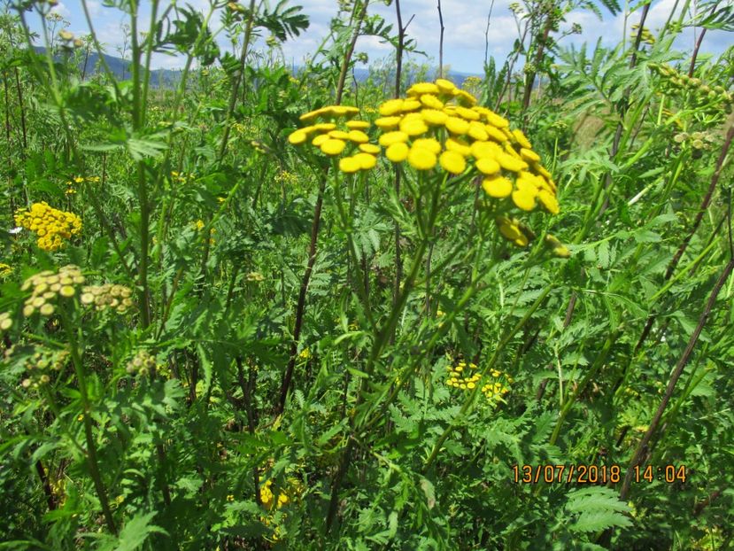  - Poze noi 2018 Tapul Petre la monta plante medicinale peisaje frumoase