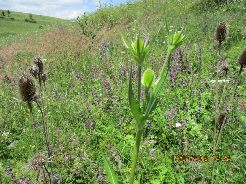  - Poze noi 2018 Tapul Petre la monta plante medicinale peisaje frumoase