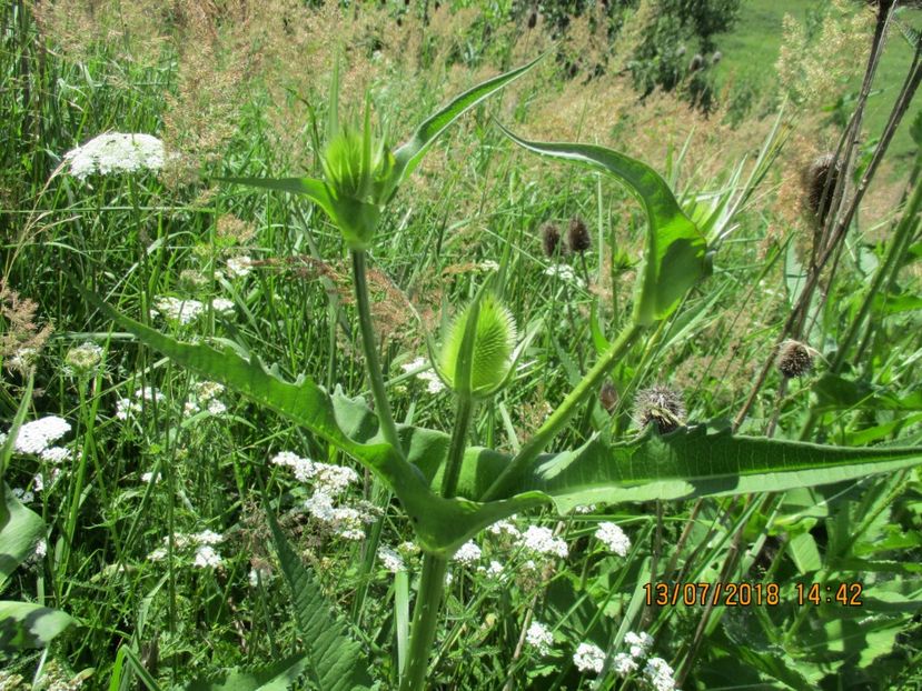  - Poze noi 2018 Tapul Petre la monta plante medicinale peisaje frumoase