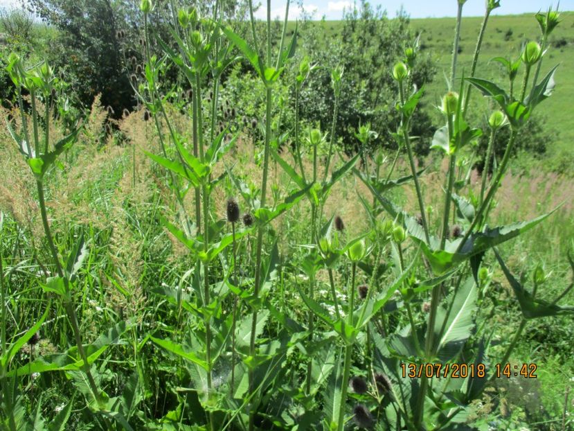  - Poze noi 2018 Tapul Petre la monta plante medicinale peisaje frumoase