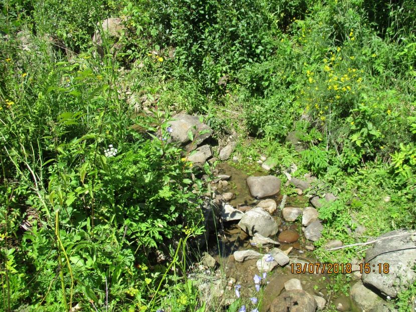  - Poze noi 2018 Tapul Petre la monta plante medicinale peisaje frumoase