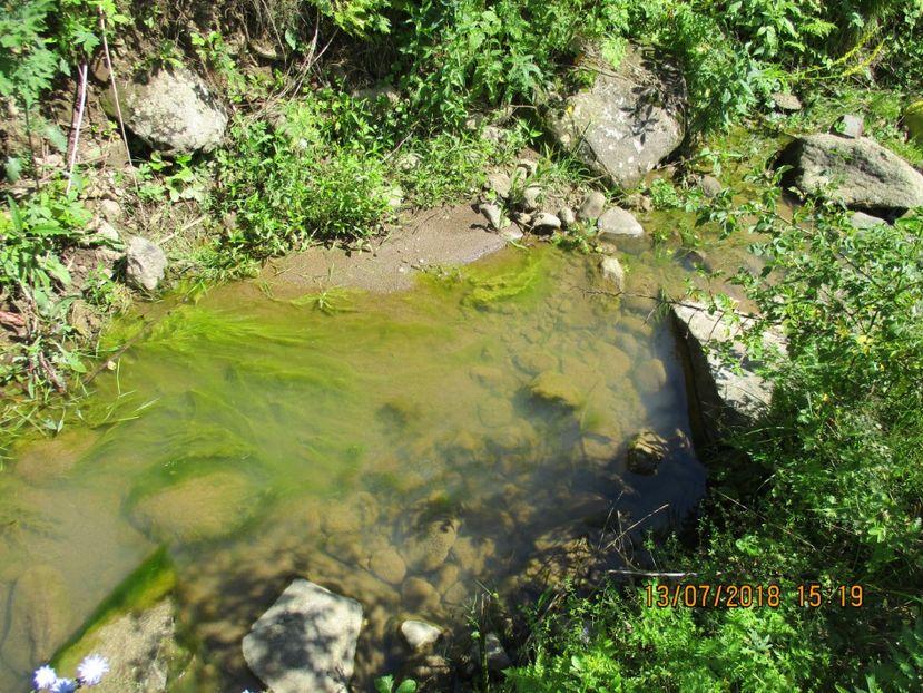  - Poze noi 2018 Tapul Petre la monta plante medicinale peisaje frumoase