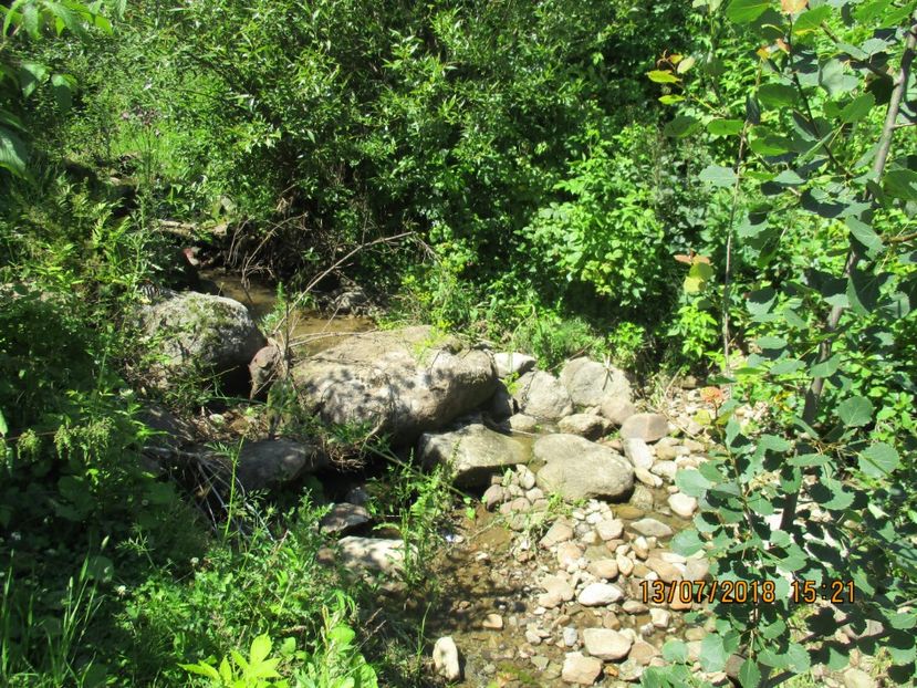  - Poze noi 2018 Tapul Petre la monta plante medicinale peisaje frumoase