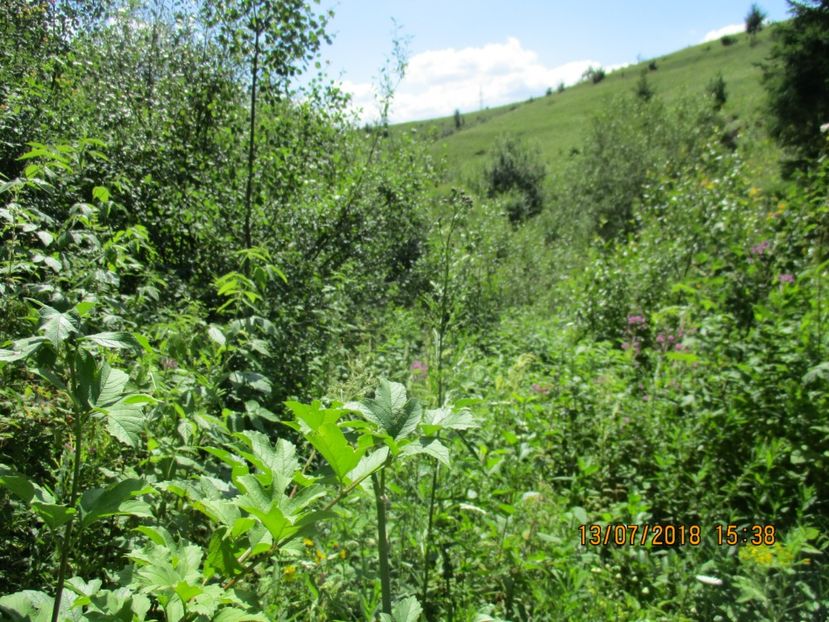  - Poze noi 2018 Tapul Petre la monta plante medicinale peisaje frumoase