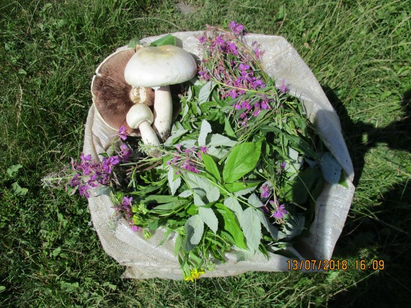  - Poze noi 2018 Tapul Petre la monta plante medicinale peisaje frumoase
