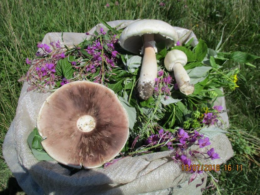  - Poze noi 2018 Tapul Petre la monta plante medicinale peisaje frumoase