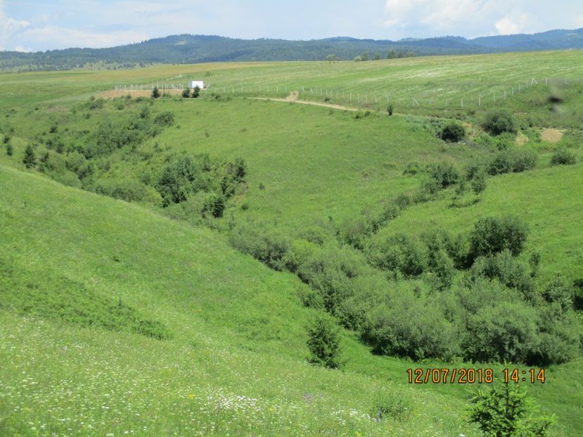 Loc cu salcii multe - Poze noi 2018 Tapul Petre la monta plante medicinale peisaje frumoase