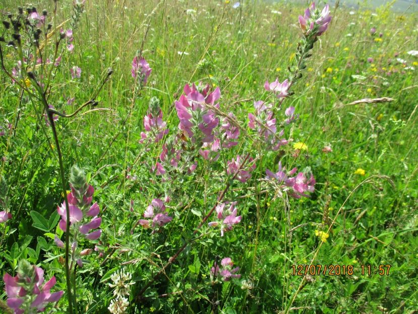 Osul-IEPURELUI , PLANTA MEDICINALA - Poze noi 2018 Tapul Petre la monta plante medicinale peisaje frumoase