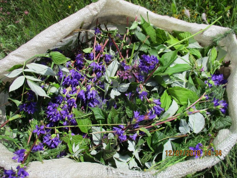 sacul cu bunatati la Alpine - Poze noi 2018 Tapul Petre la monta plante medicinale peisaje frumoase