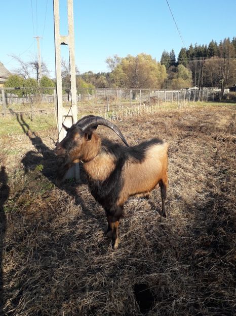 Tapul Alpin Petre - Poze noi 2018 Tapul Petre la monta plante medicinale peisaje frumoase