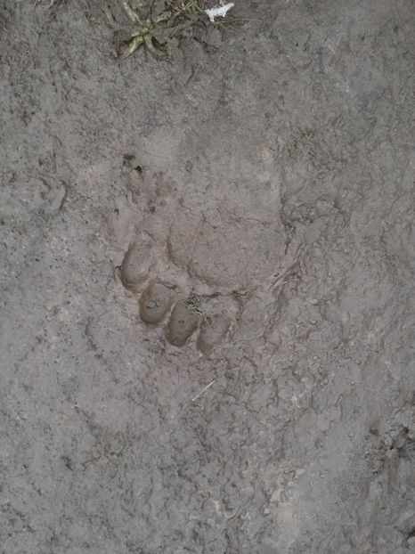 urme de urs-toamna - Poze noi 2018 Tapul Petre la monta plante medicinale peisaje frumoase