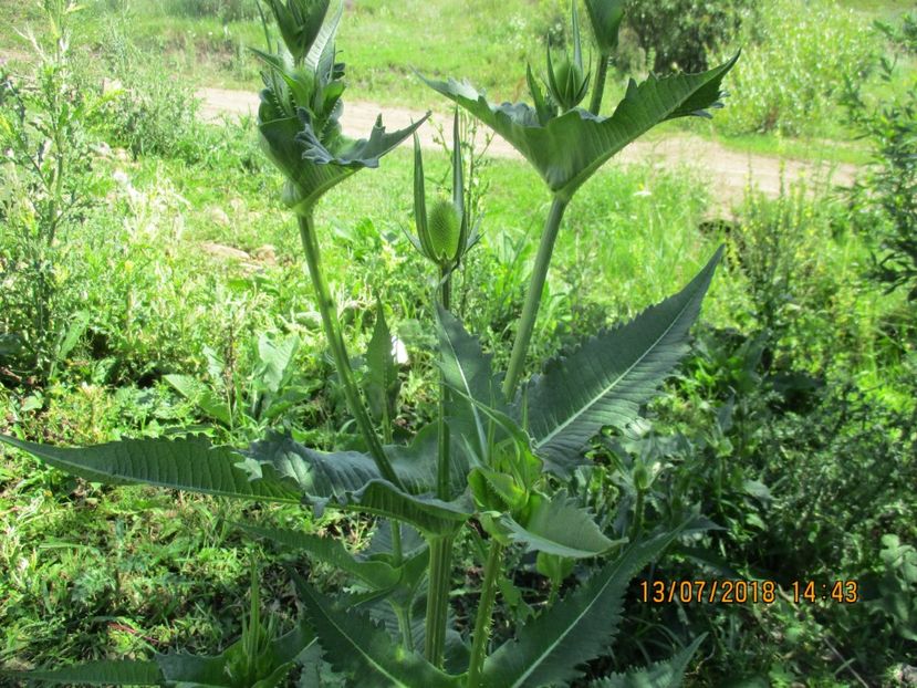 Varga ciobanului planta medicinala - Poze noi 2018 Tapul Petre la monta plante medicinale peisaje frumoase