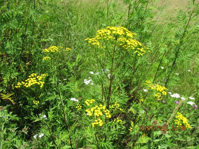 Vetrice , antihelmintica - Poze noi 2018 Tapul Petre la monta plante medicinale peisaje frumoase