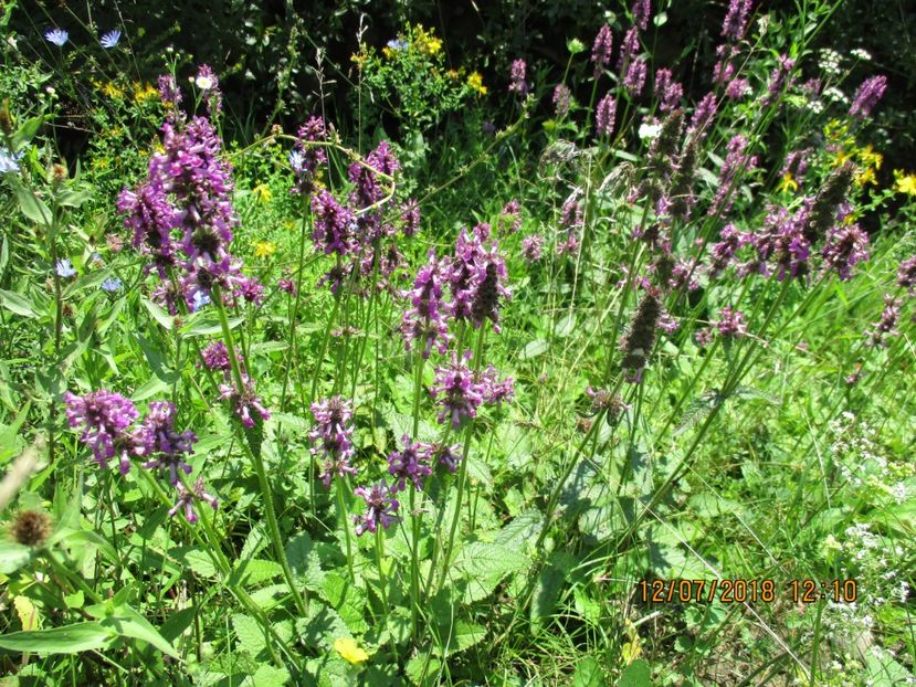 Vindeceaua planta medicinala-5 - Poze noi 2018 Tapul Petre la monta plante medicinale peisaje frumoase