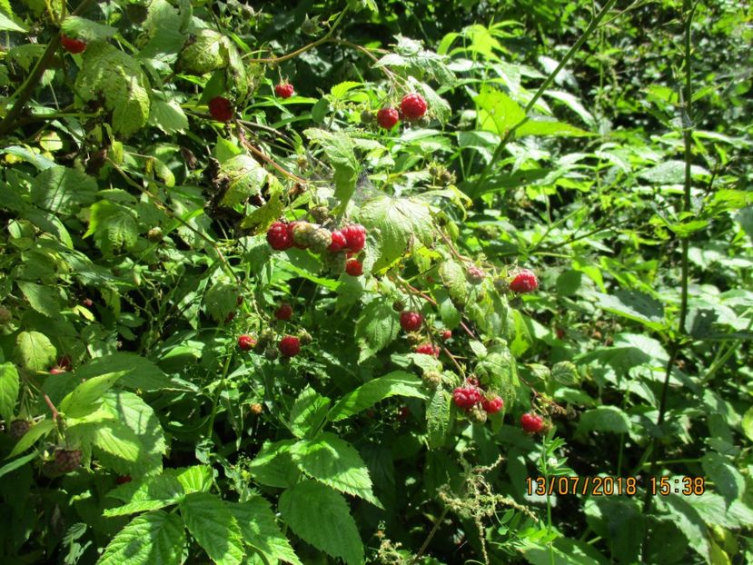 zmeura e coapta - Poze noi 2018 Tapul Petre la monta plante medicinale peisaje frumoase
