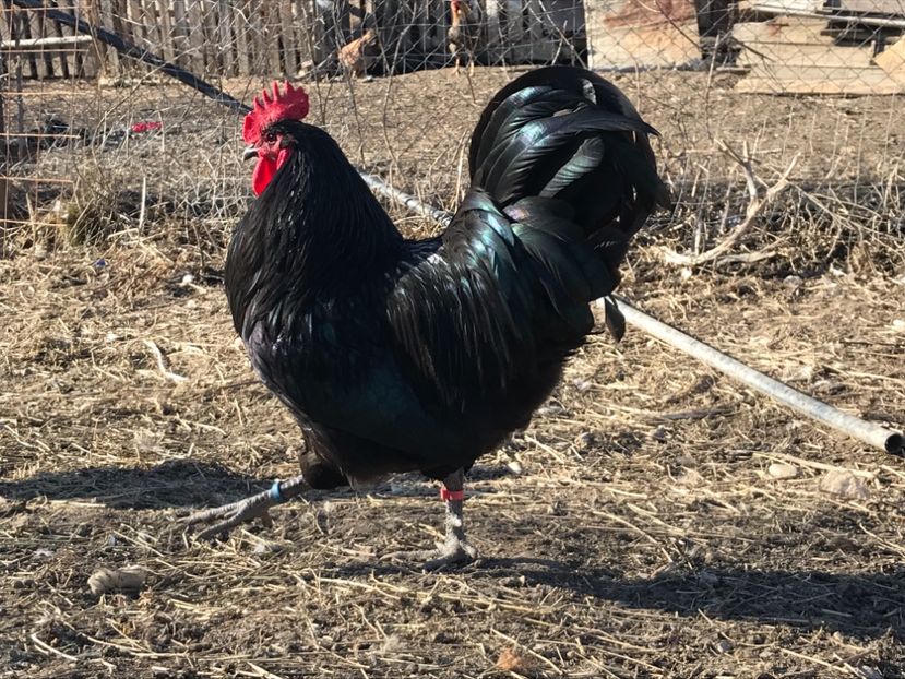 1C63D6C6-66C1-4915-931E-B9E6818CC8D8 - Australorp 2019